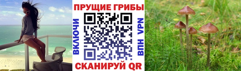 Галлюциногенные грибы Psilocybe  Новосибирск 